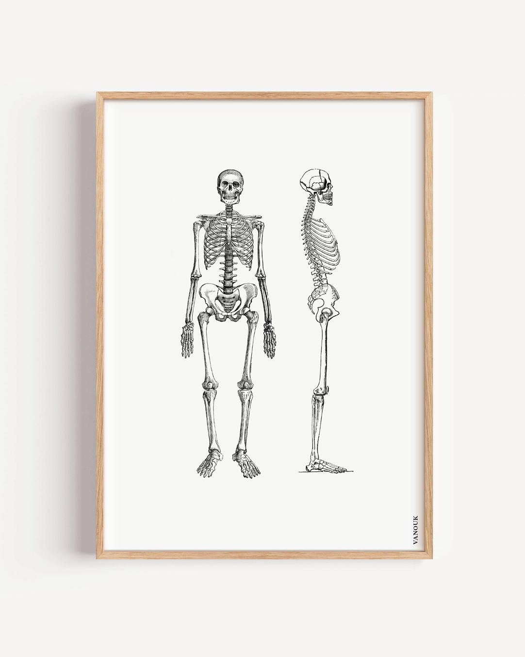 Vintage Print "Skelett"