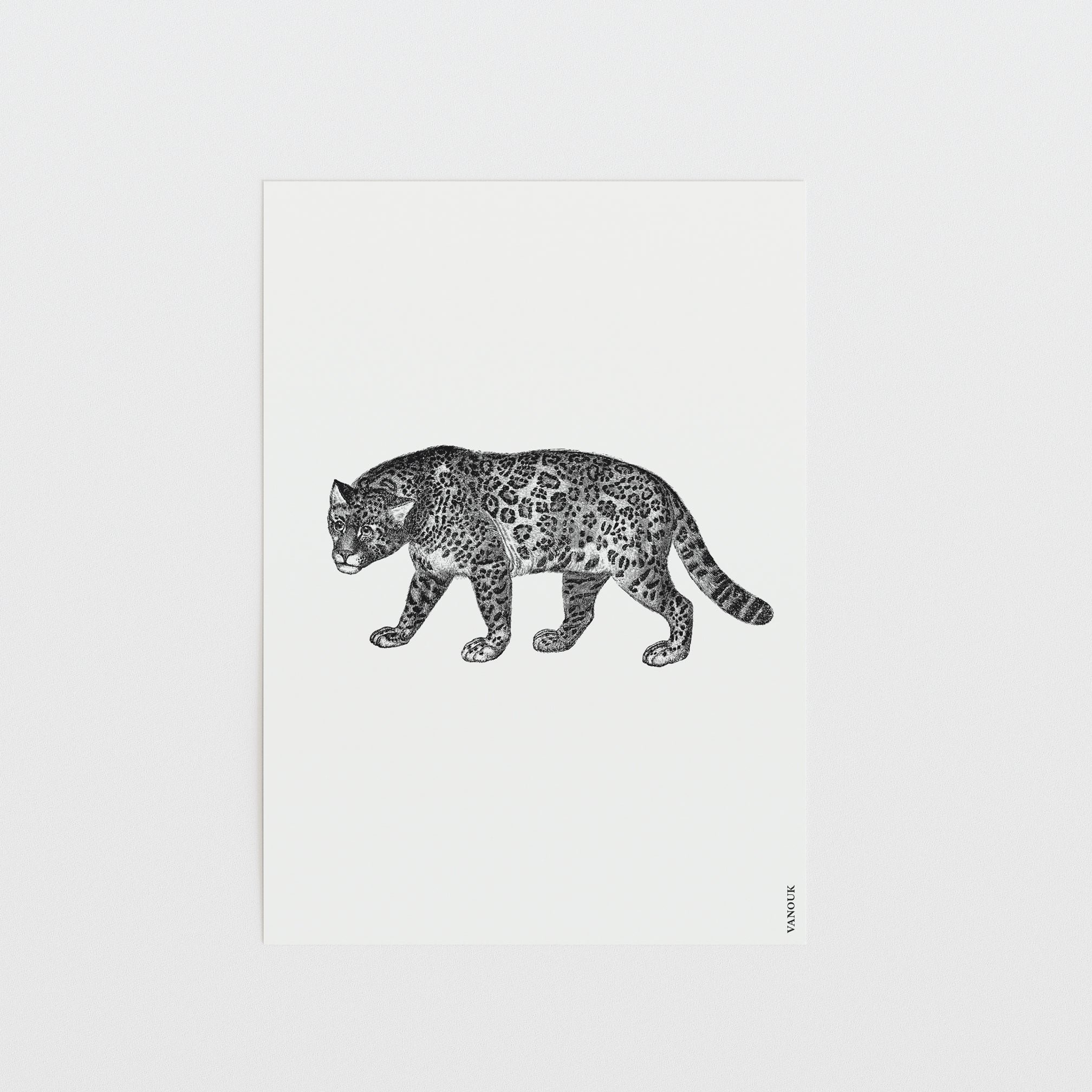 Vintage Print "Jaguar"