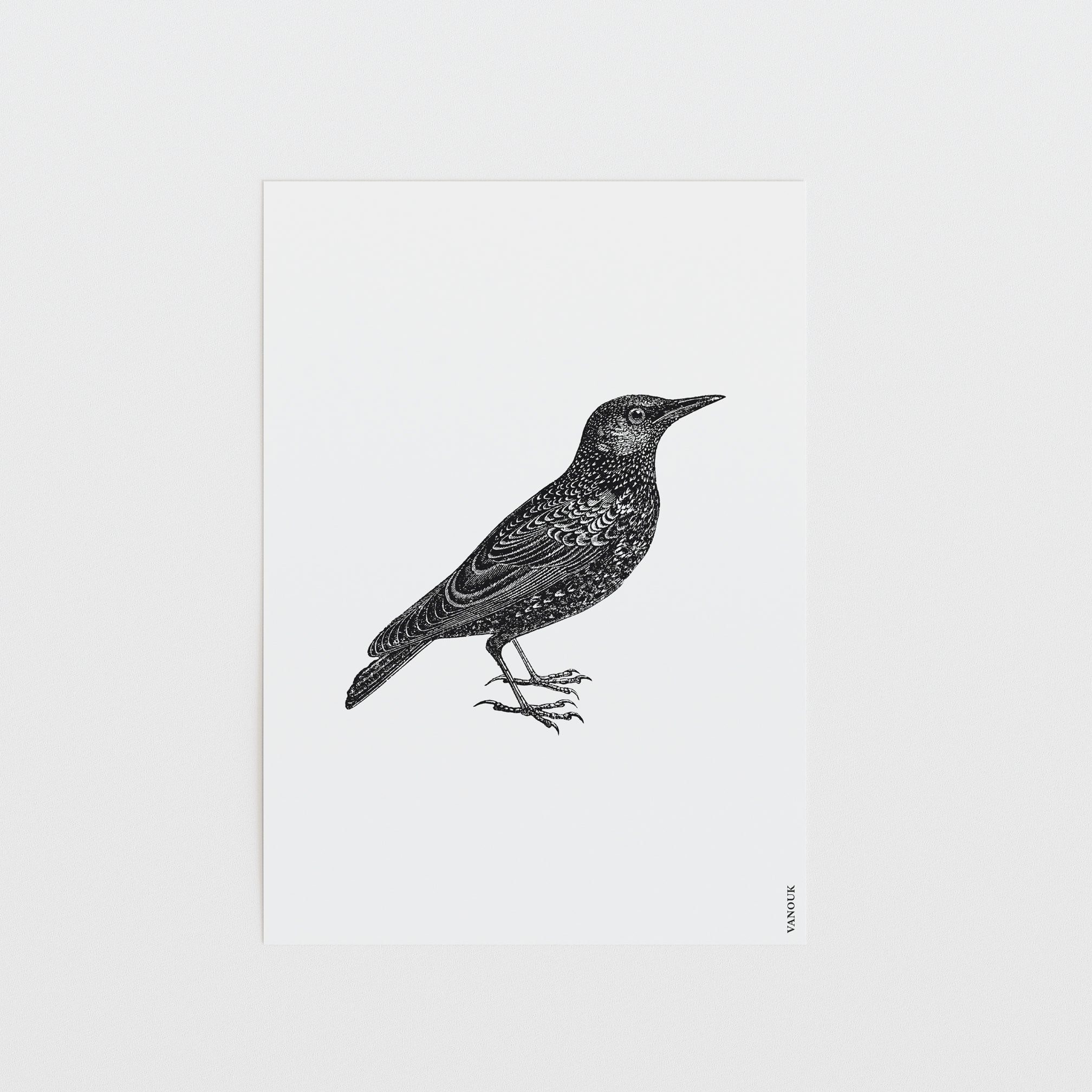 Vintage Print "Star"
